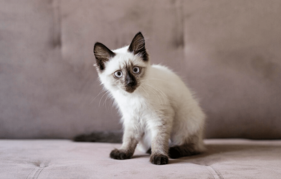 Decoding 'Ragdoll' Cat: Unveiling Its Mysterious Name