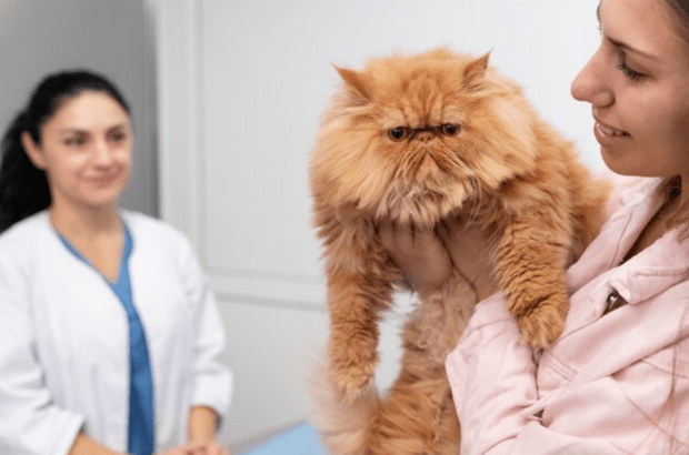 Ragdoll Health: Unraveling Concerns & Considerations