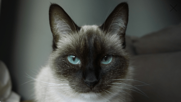 Ragdoll Cats: Exploring the Myth of Universal Blue Eyes