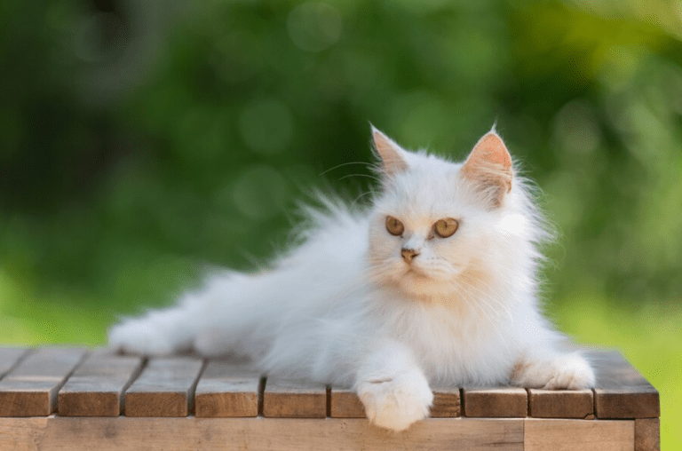 Ragdoll Cat Size: Unveiling the Dimensions of a Gentle Gian