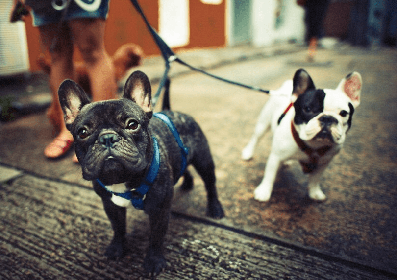 Bulldog Puppies Left Alone