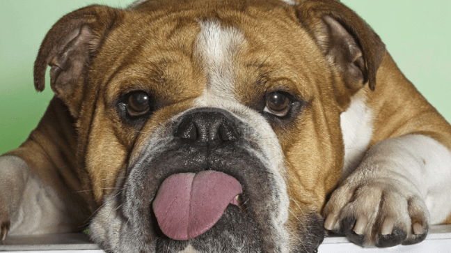 How Many C Sections Can An English Bulldog Have?