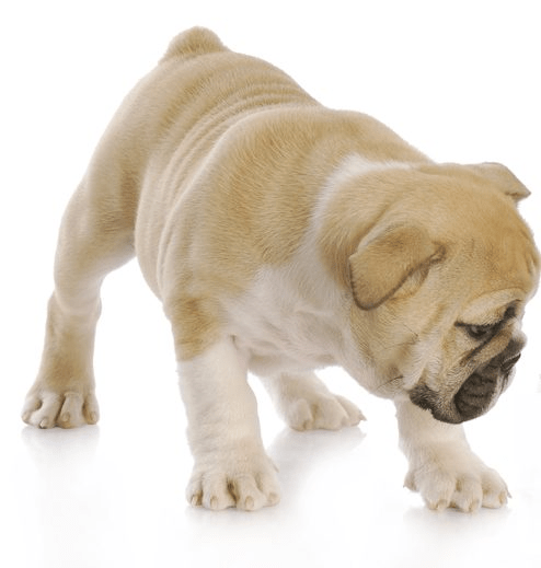 English Bulldog Have A Long Tail