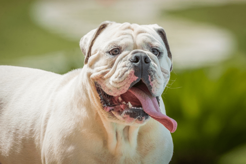 English Bulldogs Lock Their Jaws