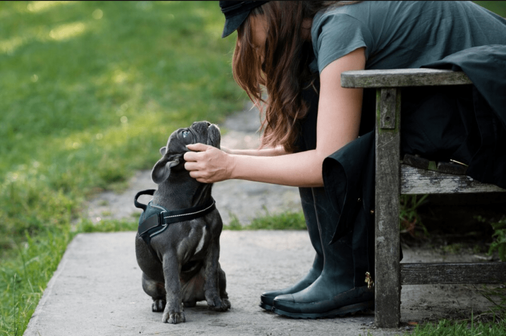 Best Age To Adopt a French Bulldog Puppy