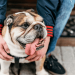 English Bulldogs Aggressive Breeds