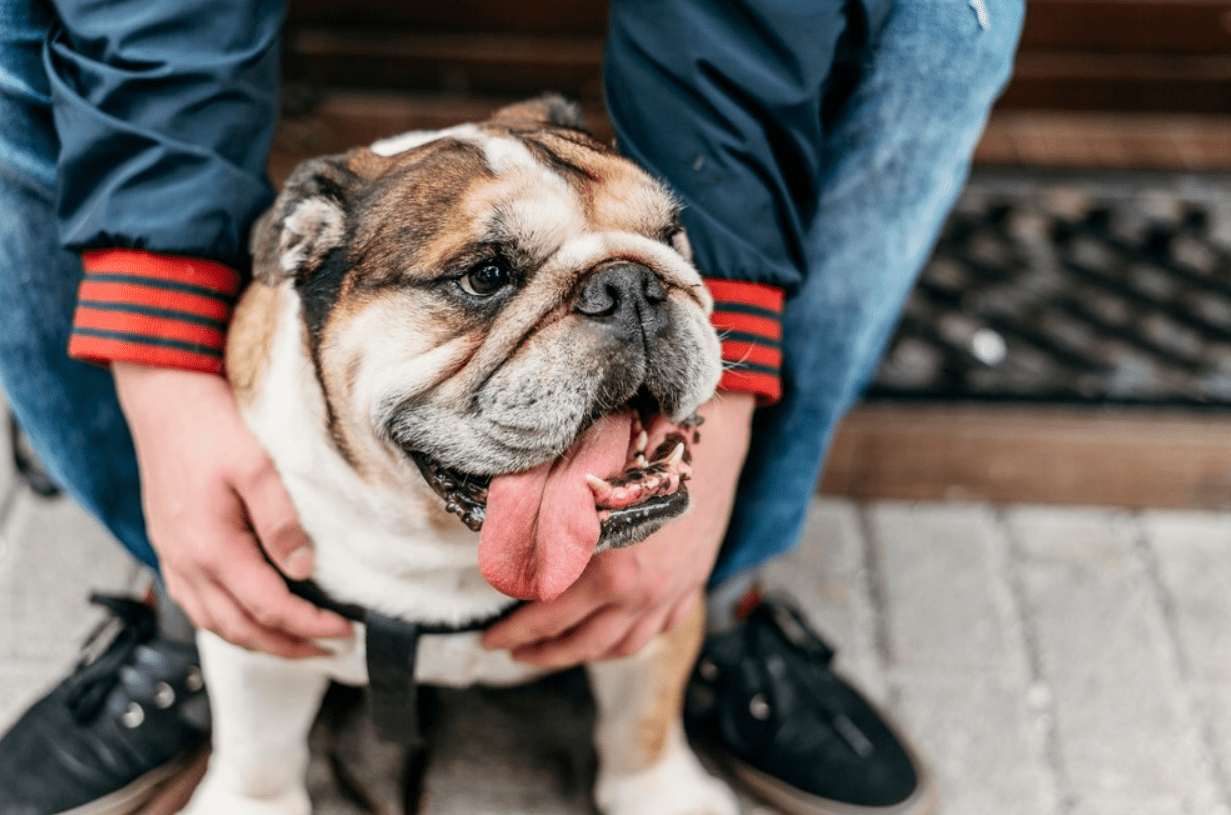 English Bulldogs Aggressive Breeds