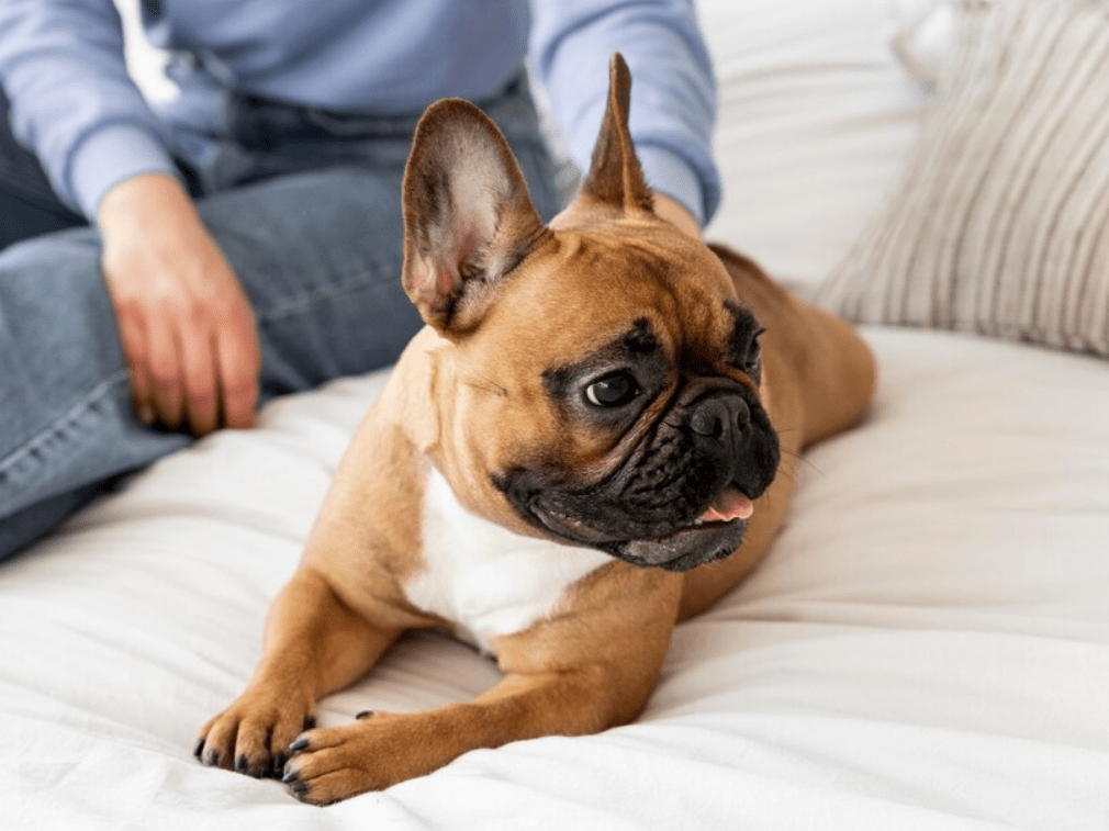 your French Bulldog in self-isolation