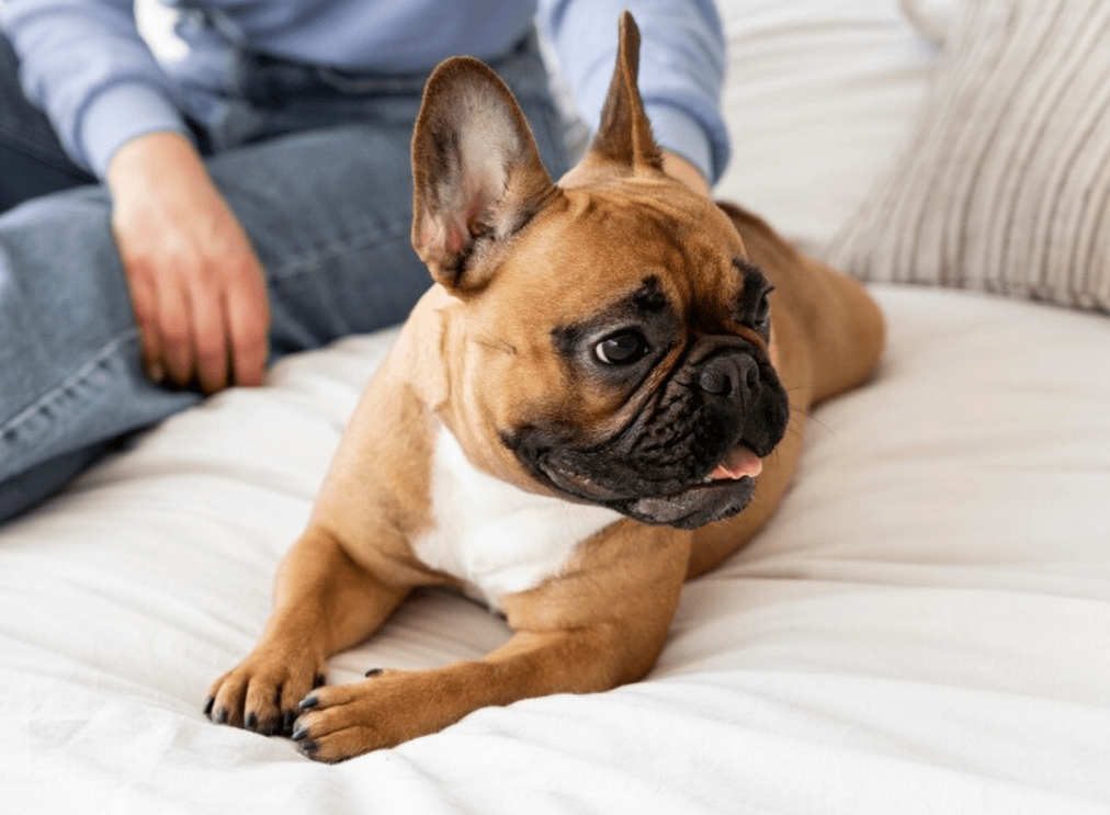 French Bulldogs With Sensitive Stomach
