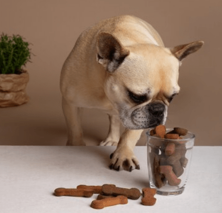 French Bulldogs With Sensitive Stomach
