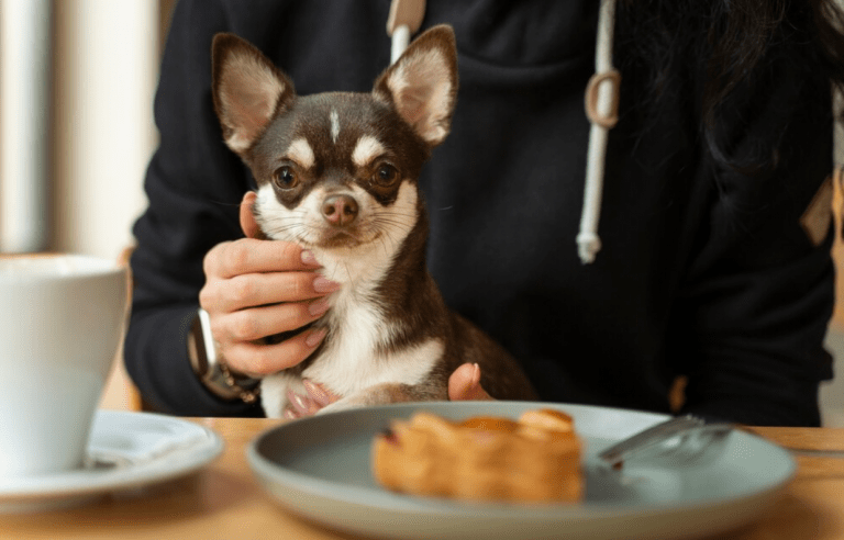 Best food for French Bulldogs With Sensitive Stomach