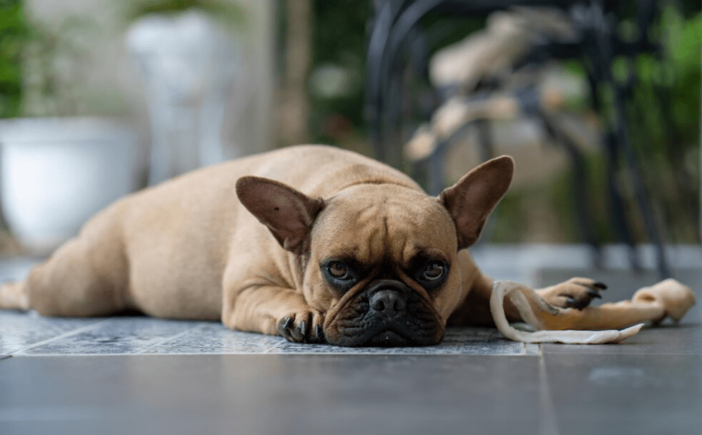 Can French Bulldogs Be Left Alone?