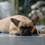 Can French Bulldogs Be Left Alone?