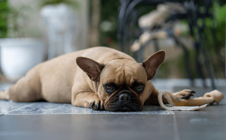 How Many Hours Can French Bulldogs Be Left Alone?