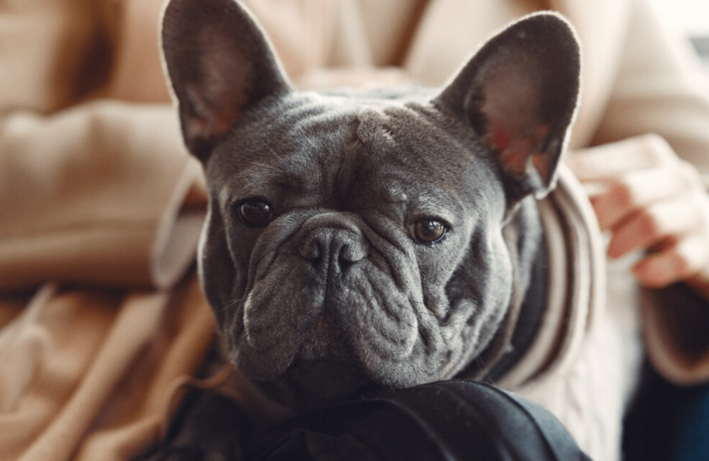 Can French Bulldogs Be Left Alone?