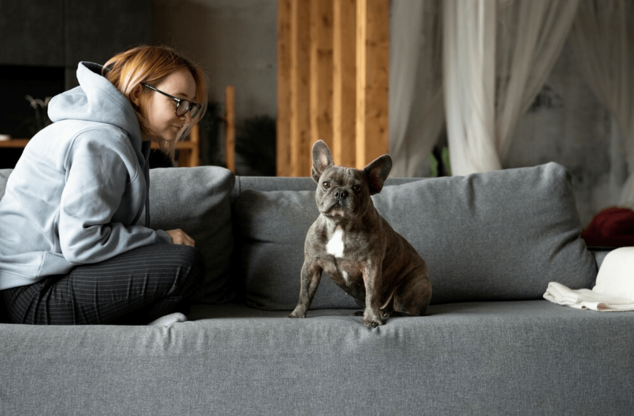 French Bulldog in self-isolation