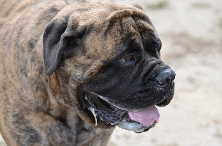 English Bulldog Sudden Death