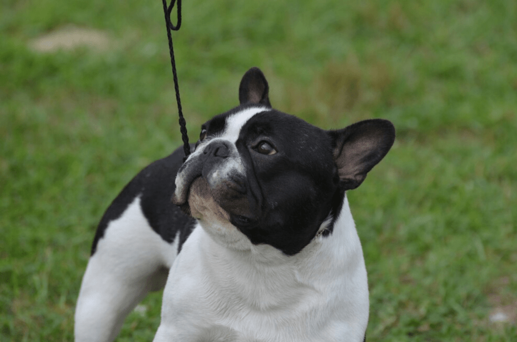 Big Rope Bulldog