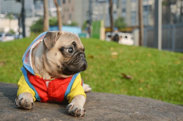 How Much Do French Bulldogs Bark