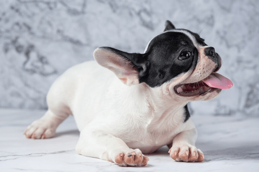 French Bulldogs Bark