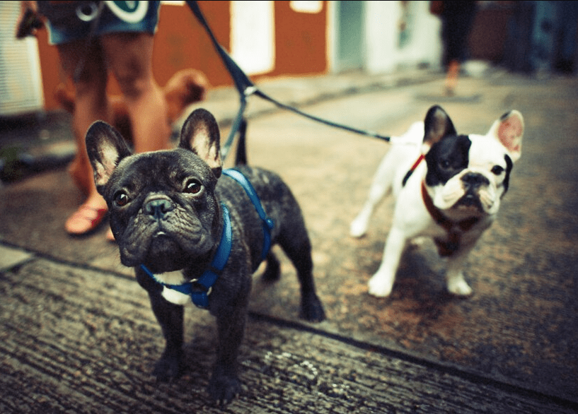 French Bulldogs Bark