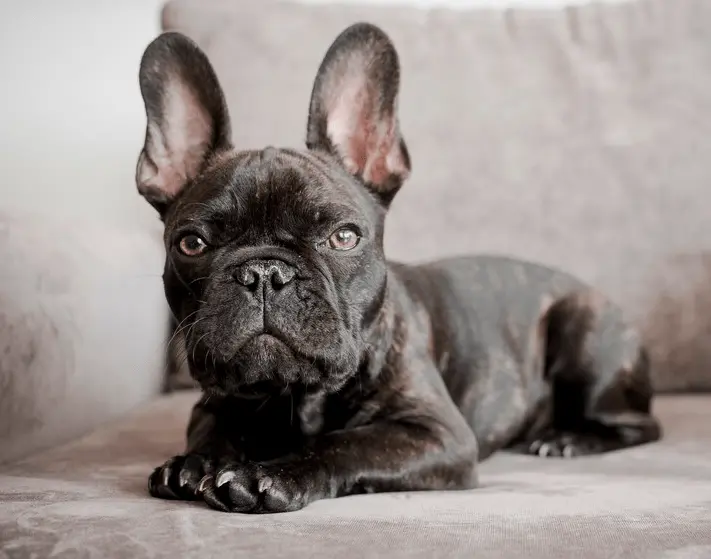 french bulldog