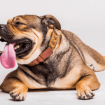 English Bulldog Coughing