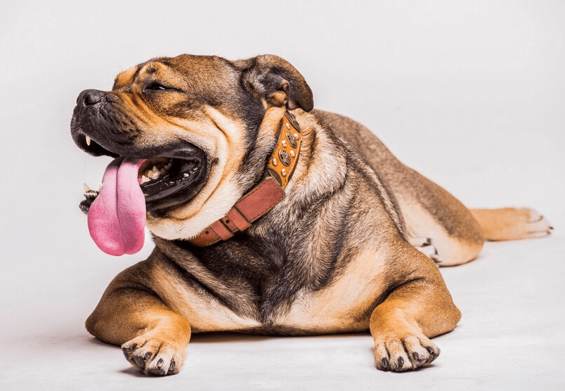 English Bulldog Coughing