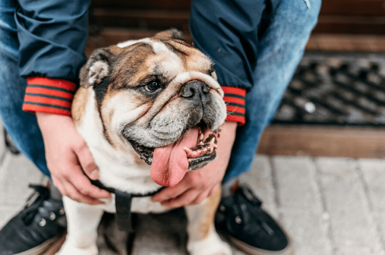 What is the best age to adopt a Bulldog puppy?