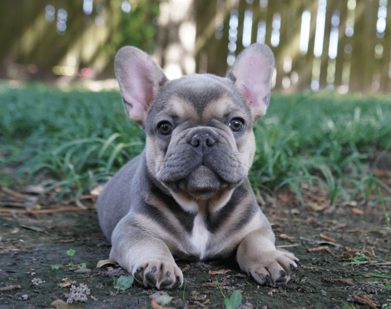 Mini French Bulldog