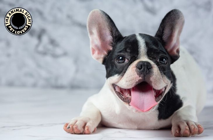 american bulldog puppies