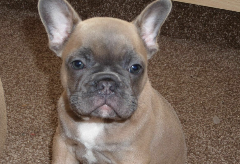 Blue Fawn French Bulldogs