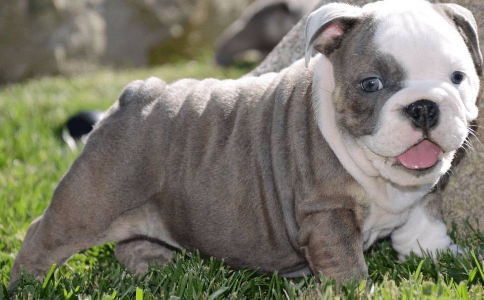 blue english bulldog