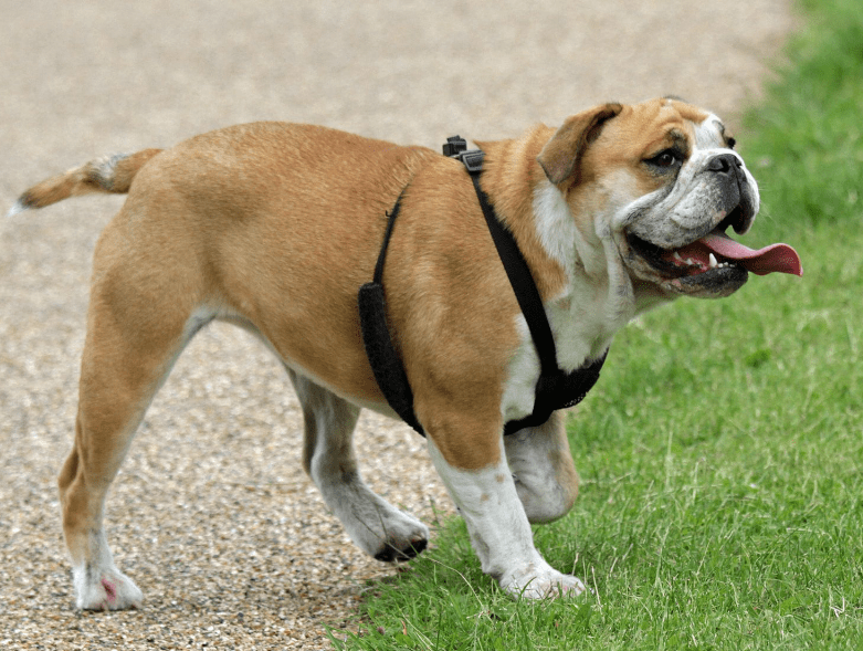 screw tail english bulldog cellulitis