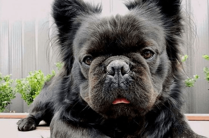 Fluffy French Bulldog