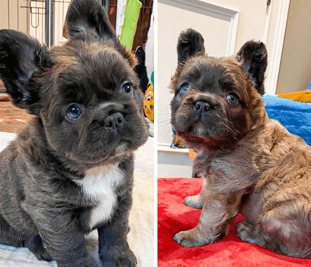 Fluffy French Bulldog