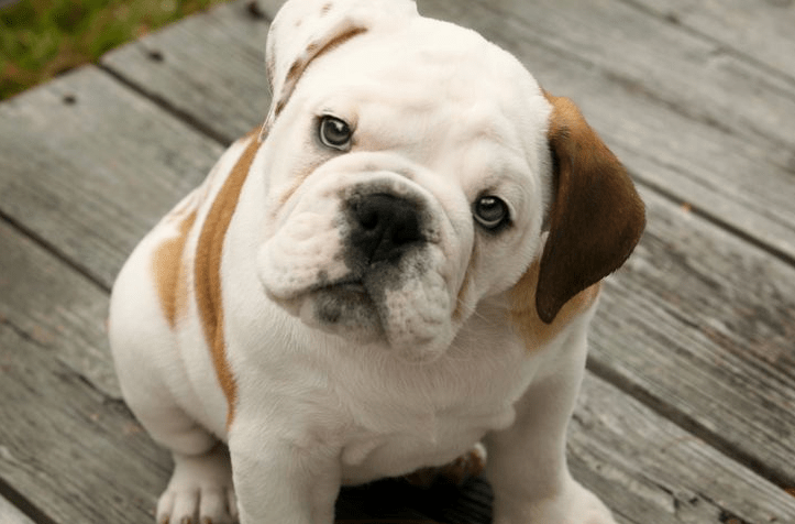 bulldog puppies